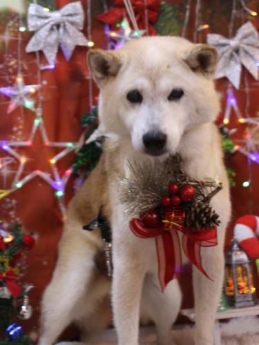 20231212シバタくん